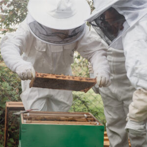 Bee Keeping