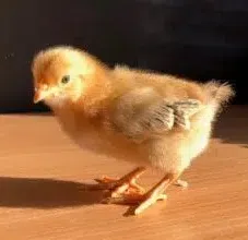 Chick