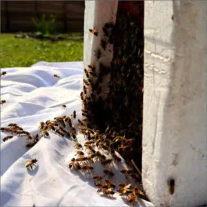 Bees