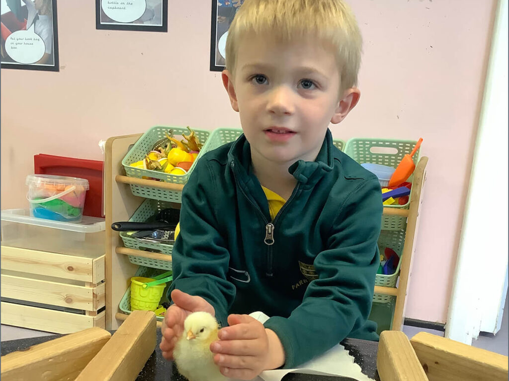 Young child gently holding a fluffy yellow chick in a classroom setup with toy shelves nearby.
